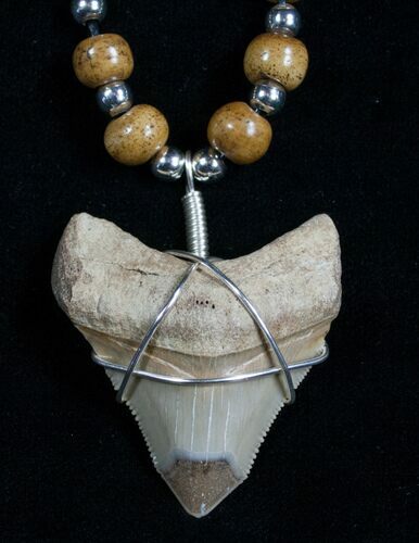 Serrated Megalodon Tooth Necklace #4870